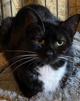 Domestic Short Hair Cats Available for Adoption in Dalton, Georgia - Chrissy | PetCurious