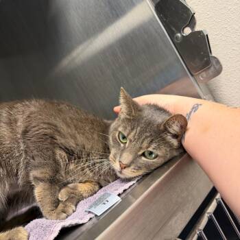 Rhiannon -  Domestic Short Hair Cat for Adoption in Englewood, Florida - Rhiannon | PetCurious
