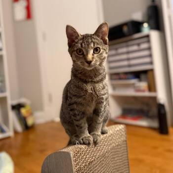 Rescue Domestic Short Hair Cats for Adoption in Evanston, Illinois - Mummy | PetCurious