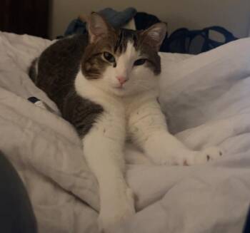 Rescue Domestic Short Hair Cats for Adoption in Washington Grove, Maryland - Obi | PetCurious