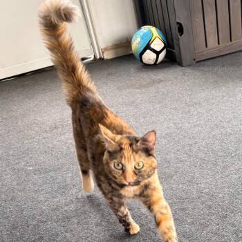 FOUND Mama Cat and 2 kittens 18th St SW, Owatonna, MN - near Kib -  Domestic Long Hair Cat for Adoption in Rochester, Minnesota - FOUND Mama Cat And 2 Kittens 18th St SW, Owatonna, MN - Near Kib | PetCurious
