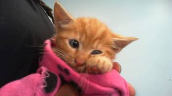 Domestic Short Hair Cats Available for Adoption in Charlotte, North Carolina - A1262557 | PetCurious