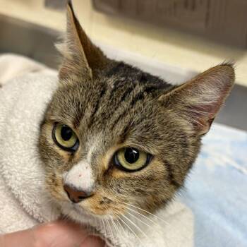 Domestic Short Hair Cats Available for Adoption in Asheville, North Carolina - Camila | PetCurious