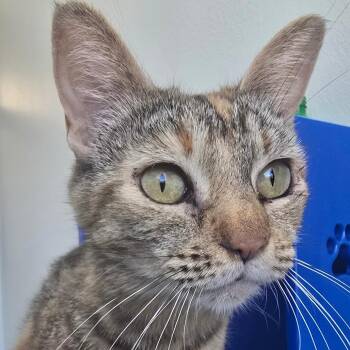 Etna -  Domestic Short Hair Cat for Adoption in Las Cruces, New Mexico - Etna | PetCurious