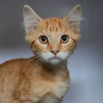 Tigger -  Domestic Short Hair Cat for Adoption in Sarasota, Florida - Tigger | PetCurious