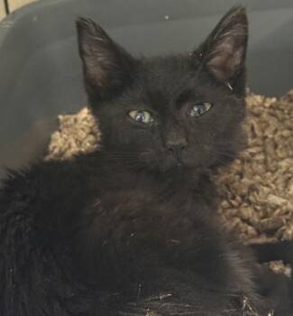 Ratatouille -  Domestic Long Hair Cat for Adoption in Salisbury, Maryland - Ratatouille | PetCurious