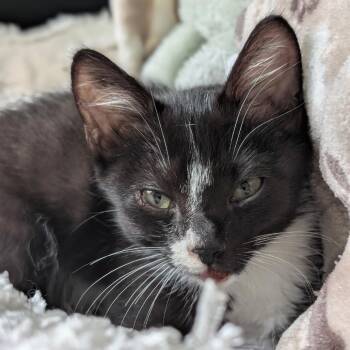 Solo -  Domestic Short Hair Cat for Adoption in Raleigh, North Carolina - Solo | PetCurious