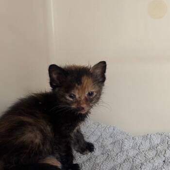 Treasure -  Domestic Short Hair Cat for Adoption in Dallas, Texas - Treasure | PetCurious