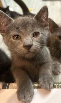 Hamlet -  Domestic Short Hair Cat for Adoption in Bolingbrook, Illinois - Hamlet | PetCurious