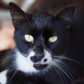 Draco -  Domestic Short Hair Cat for Adoption in Los Angeles, California - Draco | PetCurious
