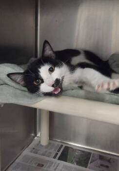 Evion -  Domestic Short Hair Cat for Adoption in Fruit Heights, Utah - Evion | PetCurious