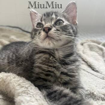 Domestic Short Hair Cats Available for Adoption in Hazlet, New Jersey - MiuMiu | PetCurious
