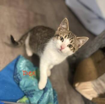 Dex -  Tabby Cat for Adoption in Hamilton, Ontario - Dex | PetCurious