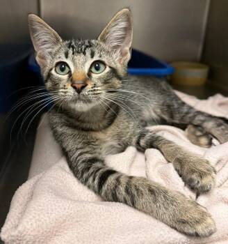 Dinky Dink -  Domestic Short Hair Cat for Adoption in Ocala, Florida - Dinky Dink | PetCurious