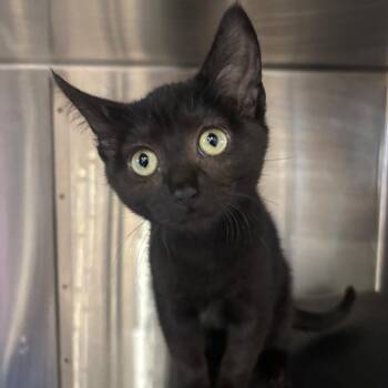 Parcheesi -  Domestic Short Hair Cat for Adoption in Spokane, Washington - Parcheesi | PetCurious