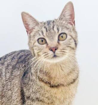 Bengal and Tabby Cats Available for Adoption in Bedford Hills, New York - Lila Is So Darn Sweet And Super Fun!  SO CUTE!  VIDEO | PetCurious