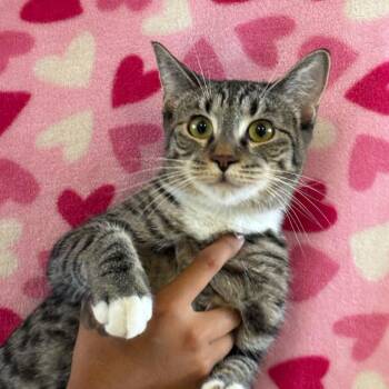 Taurus -  Domestic Short Hair Cat for Adoption in Goleta, California - Taurus | PetCurious