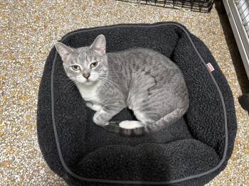 Rescue Domestic Short Hair Cats for Adoption in Chicago, Illinois - Broom Hilda | PetCurious