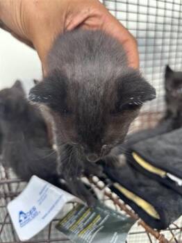 Domestic Short Hair Cats Available for Adoption in Houston, Texas - A654616 | PetCurious