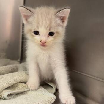 River -  Domestic Short Hair and Ragdoll Cat for Adoption - River | PetCurious