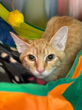 Sylvester -  Domestic Short Hair Cat for Adoption in Lake City, Arkansas - Sylvester | PetCurious