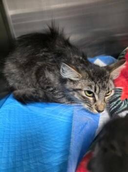 Suit -  Domestic Medium Hair and Domestic Short Hair Cat for Adoption in Houston, Texas - Suit | PetCurious