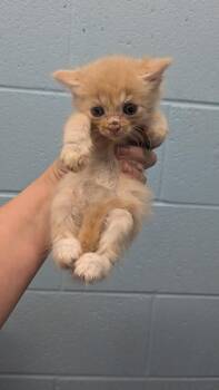 Xenon -  Domestic Short Hair Cat for Adoption in Evansville, Indiana - Xenon | PetCurious