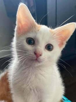Dreamsicle H. -  Domestic Short Hair Cat for Adoption in West Peoria, Illinois - Dreamsicle H. | PetCurious