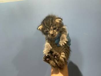RAISIN -  Domestic Short Hair Cat for Adoption in San Bernardino, California - RAISIN | PetCurious