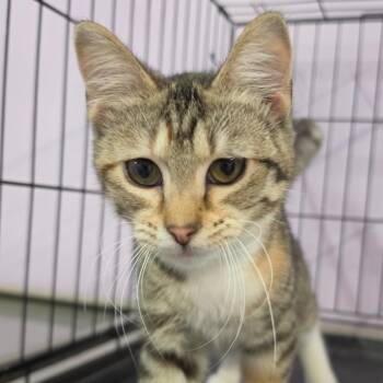 Gypsy -  Domestic Short Hair Cat for Adoption in Grinnell, Iowa - Gypsy | PetCurious
