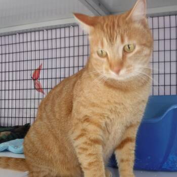 Tabby Cats Available for Adoption in Hoquiam, Washington - Tangerine - Gorgeous & Friendly Gal | PetCurious
