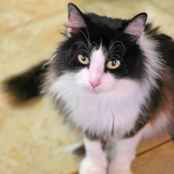 Domestic Long Hair Cats Available for Adoption - Patches | PetCurious
