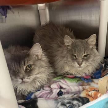 Callisto -  Domestic Long Hair Cat for Adoption in Salt Lake City, Utah - Callisto | PetCurious