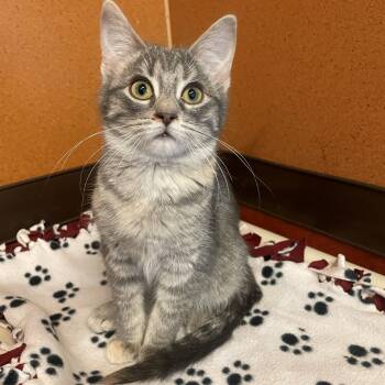 Domestic Short Hair Cats Available for Adoption - Bodoni | PetCurious