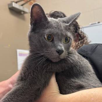 Astro -  Domestic Short Hair Cat for Adoption in Birmingham, Alabama - Astro | PetCurious