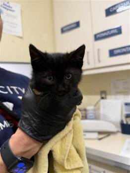Domestic Medium Hair Cats Available for Adoption in Fremont, California - A198189 | PetCurious