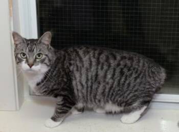 Kee Kee/in foster care -  Manx and Domestic Short Hair Cat Available for Adoption in Baton Rouge, Louisiana - Kee Kee/in Foster Care | PetCurious