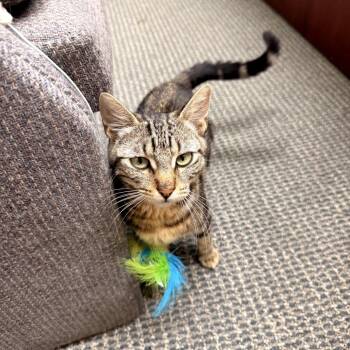 Princess Poppy -  Domestic Short Hair Cat for Adoption in Los Angeles, California - Princess Poppy | PetCurious