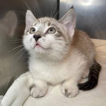 Ray Ban -  Domestic Short Hair Cat for Adoption in Roanoke, Virginia - Ray Ban | PetCurious