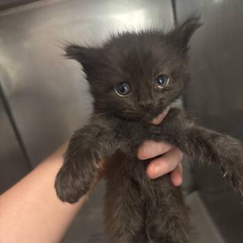 England -  Domestic Short Hair Cat for Adoption in Clanton, Alabama - England | PetCurious