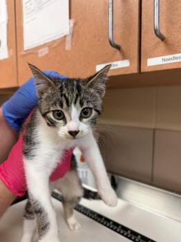 Jasmine -  Domestic Short Hair Cat for Adoption in Bossier City, Louisiana - Jasmine | PetCurious