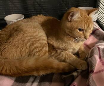 Rescue Domestic Short Hair Cats for Adoption in Prescott, Arizona - Sweet – A Gorgeous Ginger Ready To Steal Your Heart | PetCurious