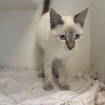 Orion -  Domestic Short Hair Cat for Adoption in Tulsa, Oklahoma - Orion | PetCurious