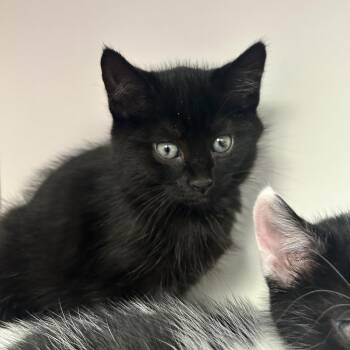 Domestic Short Hair Cats Available for Adoption - Amethyst | PetCurious