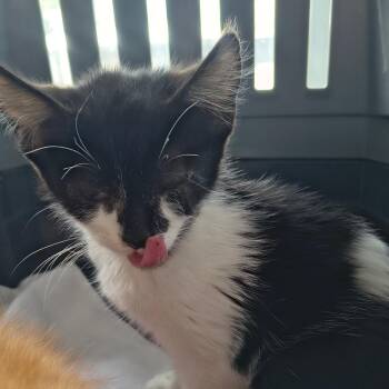 Clover -  Domestic Short Hair Cat for Adoption in Moses Lake, Washington - Clover | PetCurious