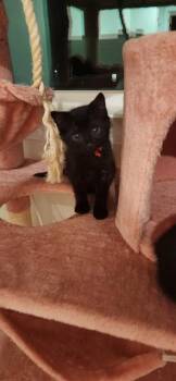 Domestic Short Hair Cats Available for Adoption in Charlotte, North Carolina - KARA | PetCurious