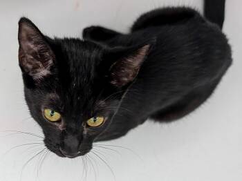 Hazel -  Domestic Short Hair Cat for Adoption in Powell, Ohio - Hazel | PetCurious