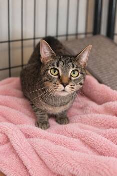 Milly -  Domestic Short Hair Cat for Adoption in Franklin, Tennessee - Milly | PetCurious