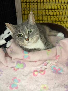 Domestic Short Hair Cats Available for Adoption in St. Cloud, Florida - Shelby | PetCurious