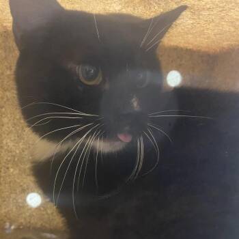 Friar Tuck -  Domestic Short Hair Cat for Adoption in Harrisonburg, Virginia - Friar Tuck | PetCurious
